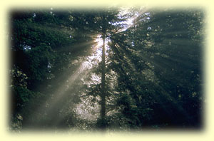 Increased vitality through Amanda resonance technology