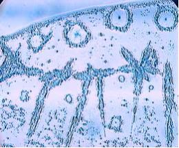 sample: untreated water