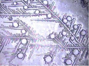sample treated with Amanda Water Pyramid